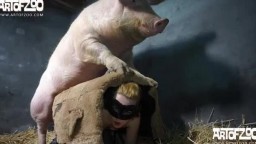 Он-лайн porn zoo свинья сношает бабу с восхитительной жопой